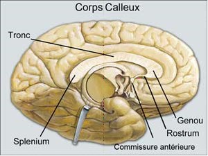 Maladies Rares En Pediatrie