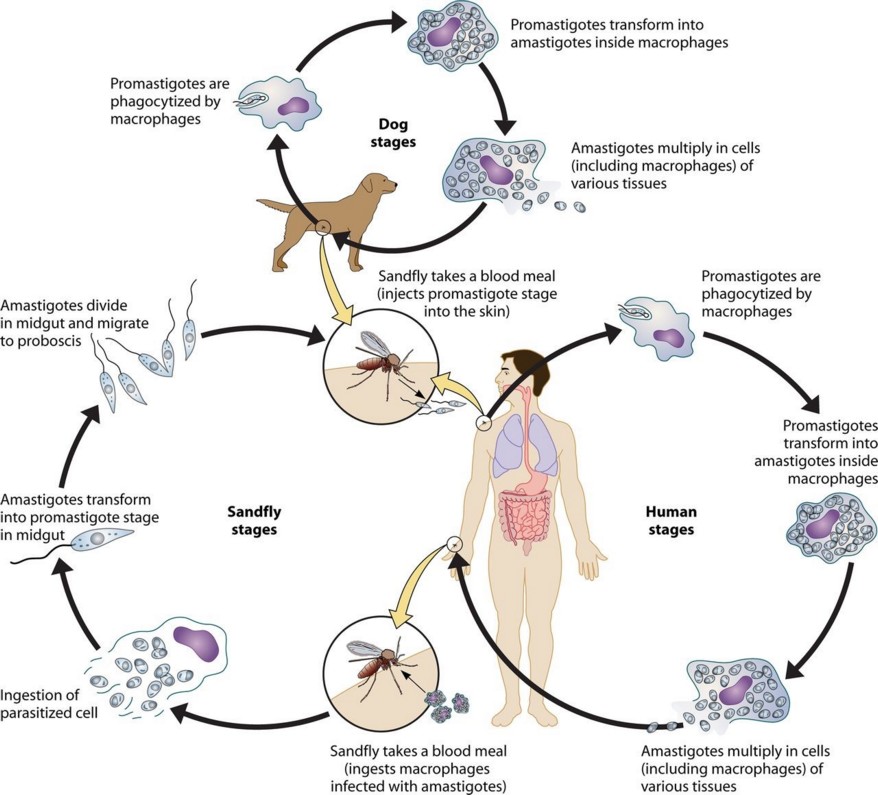 Жизненный цикл возбудителя. Лейшматания донования жизненный цикл. Цикл развития лейшмании схема. Схема жизненного цикла развития лейшмании. Схема жизненного цикла Leishmania donovani.