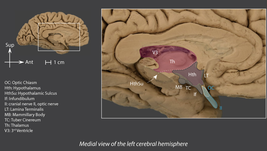 Hypothalamus Brain Inter Atlas