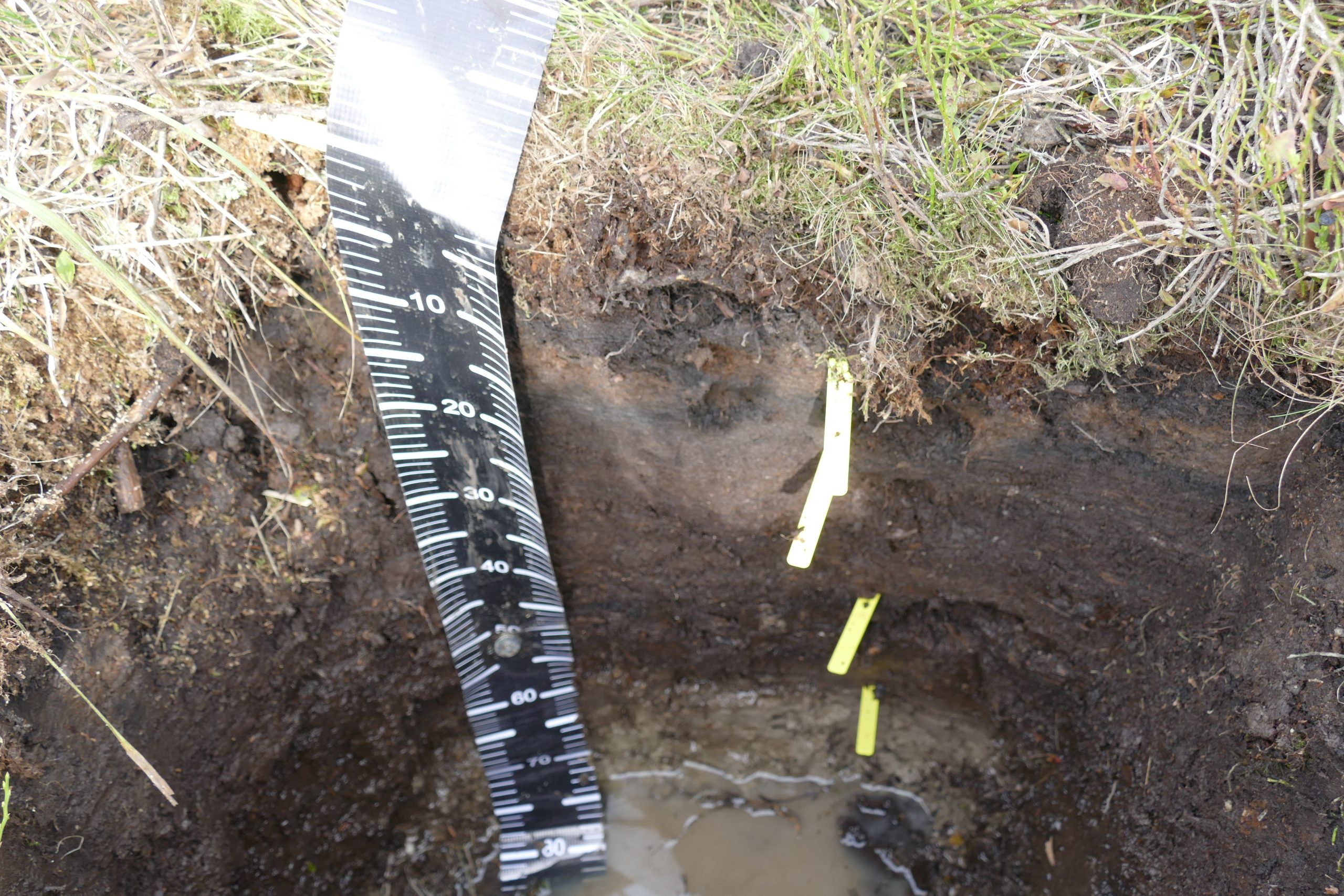 Soil-water dynamics in peatlands