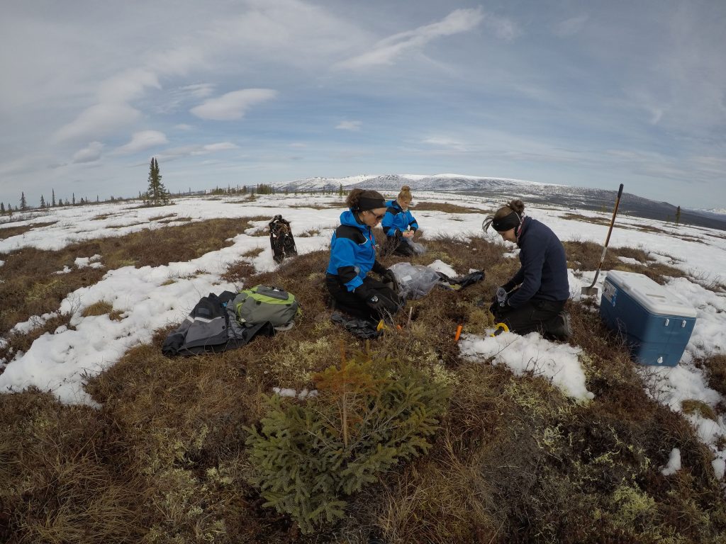 The WeThaw team sampling permafrost in Alaska